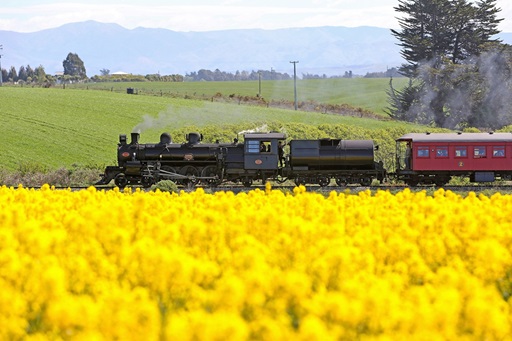 Daffodil Express 2023