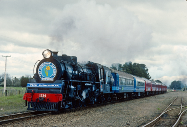 daffodil-express-j1234